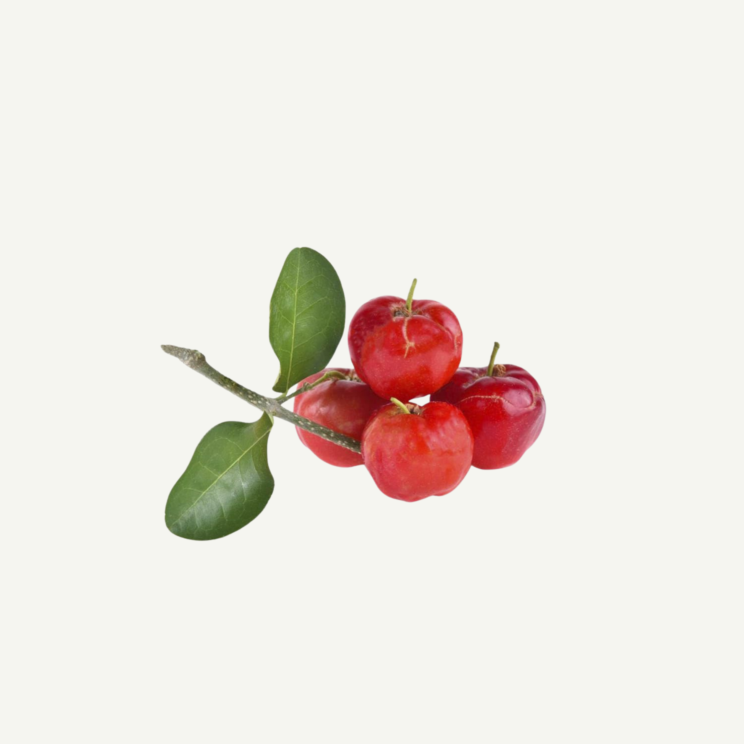 Acerola fruit rich in vitamin C used as a natural antioxidant ingredient in wellness drinks